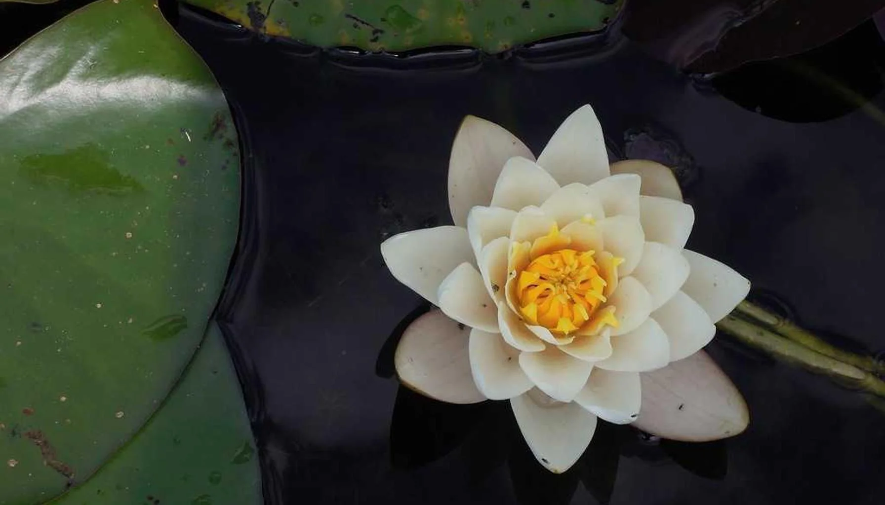 Mortgage After Bankruptcy or IVA: Timeline & Lender Guide